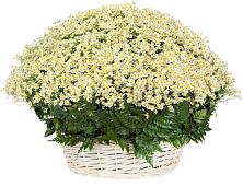 Цветочная композиция из Ромашки в корзине #REPLACE_PRED# Келермесской